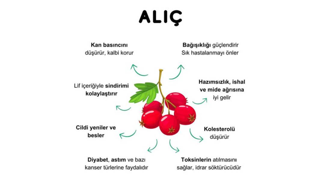 Doğada kendiliğinden yetişiyor, yiyen şifa buluyor 4